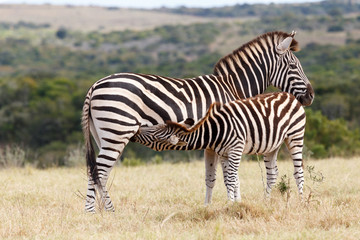 Fototapeta na wymiar Drinking from mom - Burchell's Zebra