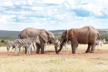 Fototapeta premium We were here first - African Bush Elephant