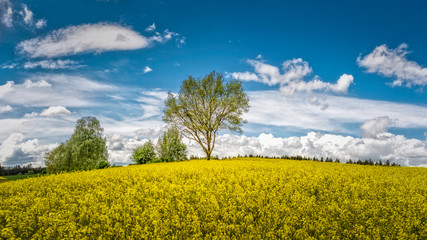 Obraz premium Frühlingshaftes Rapsfeld in Bayern | Deutschland