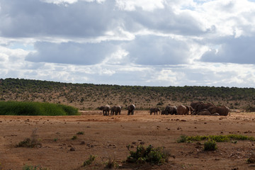 Fun in a cloudy day - African Bush Elephant