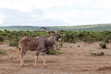 Hello - Greater Kudu - Tragelaphus strepsiceros