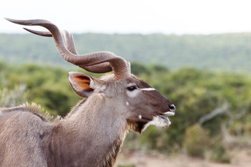 Chilling - Greater Kudu - Tragelaphus strepsiceros