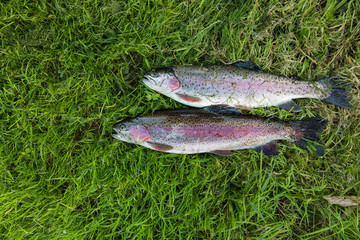 Fresh caught trout