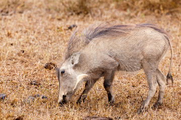 Just eating grass - Phacochoerus africanus  The common warthog