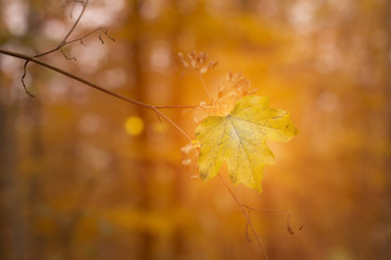 Asphalt road in forest. Europe. Beauty world. Retro style filter. Instagram toning effect.