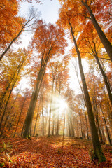 Goldener Herbst im malerischen Laubwald