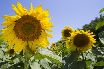 field of blooming sunflowers on a background of blue sky. summer