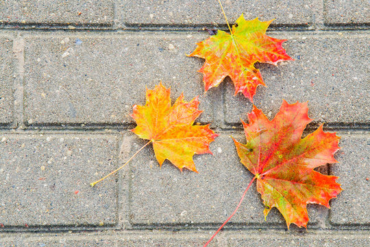 Colorful autumn maple leaves on the pavement in the park. Background.
