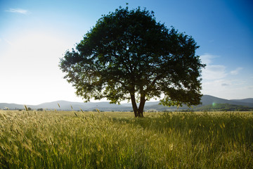 Alone tree in grass field
