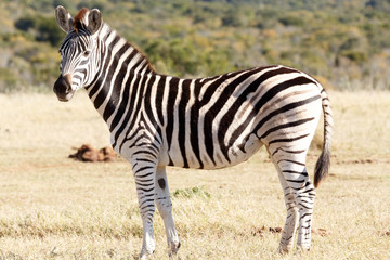 Looking pretty - Burchell's Zebra