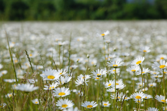 a large field of daisies