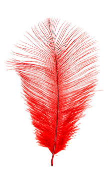 color feather