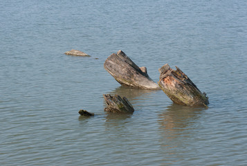 Wood in watter