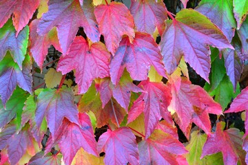 Colorful Autumn Leaves