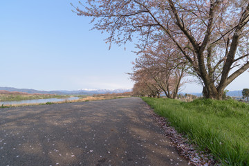 Path way and Cherry blossoms tree