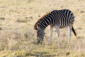 Fototapeta na wymiar Just eating - Burchell's Zebra