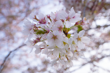 Cherry blossoms  flower