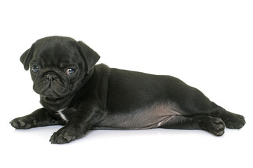 puppy black pug