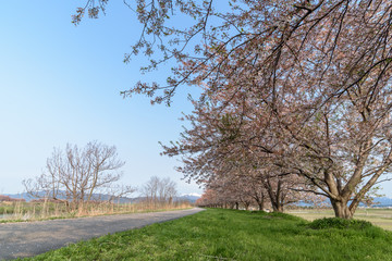 Obraz premium Path way and Cherry blossoms tree