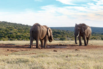 My drinking space - African Bush Elephant