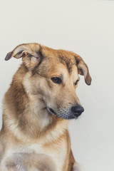 Yellow dog portrait on a white background