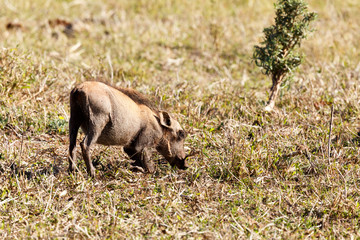 Phacochoerus africanus  The common warthog