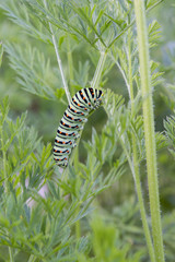 Butterfly caterpillar Swallowtail on the tops of carrots.
