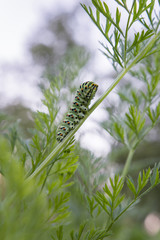 Butterfly caterpillar Swallowtail on the tops of carrots.