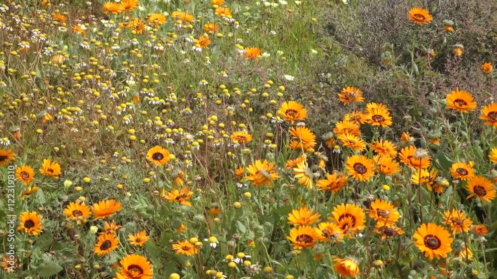 Poster Brightly colored wild flowers waving in the wind, Namaqualand, Northern Cape, South Africa