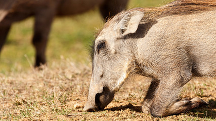 Phacochoerus africanus  The common warthog