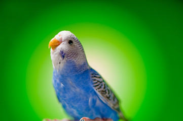 one blue parrot budgies.bird on the green background.