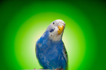 one blue parrot budgies.bird on the green background.