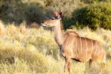 Greater Kudu - Tragelaphus strepsiceros
