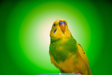 one yellow parrot budgies.bird on the green background.