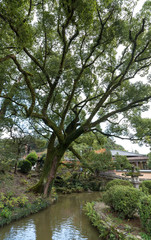 Big tree in Dazaifu Tenmangu shrine