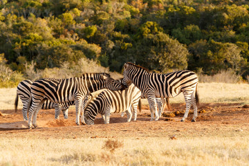 Burchell's Zebra