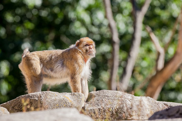 The mountain monkey