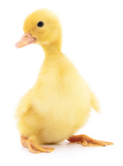 One yellow duckling.