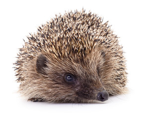 Small hedgehog isolated