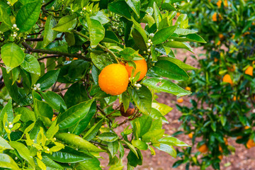 Frehs oranges on a orange tree (majorca)