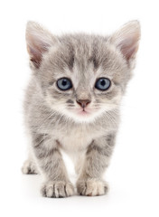 Fototapeta premium Small gray kitten.