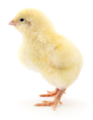 Small yellow chicken.