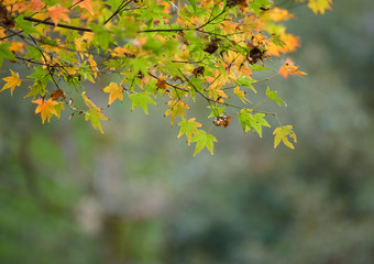 Autumn leaves with green and yellow maple leaf in japan