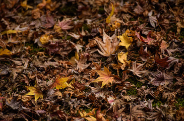 Autumn leaves with  yellow maple leaf on floor