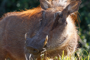 Phacochoerus africanus  The common warthog