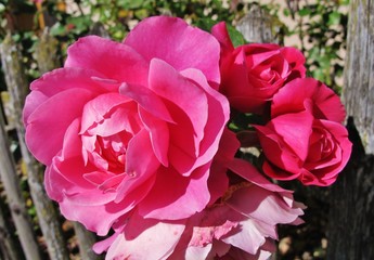 Rose am Gartenzaun