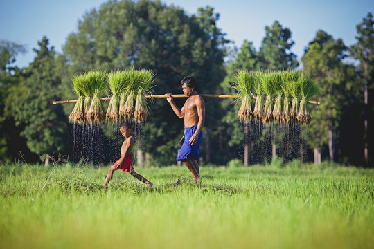 The son playing while his father worked in the rice fields