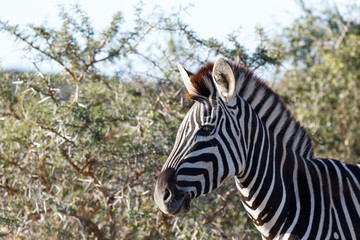Burchell's Zebra
