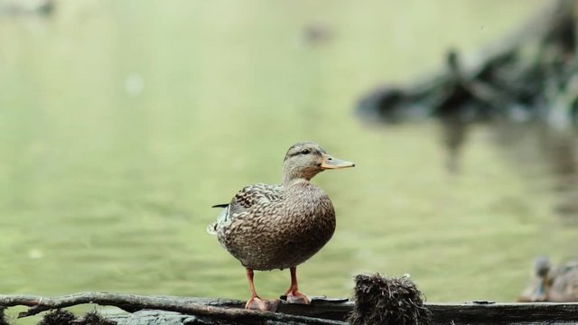 Duck sitting on a log. Funny duck sitting on a log and looking around. Duck catching a fly. Duck legs. DuckTales. Migrant. Wild duck on a lake.