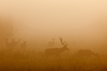 Red deer with group of hind in fog